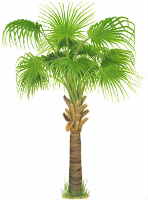 fanpalm_huge.jpg