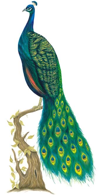 peacock_big.jpg